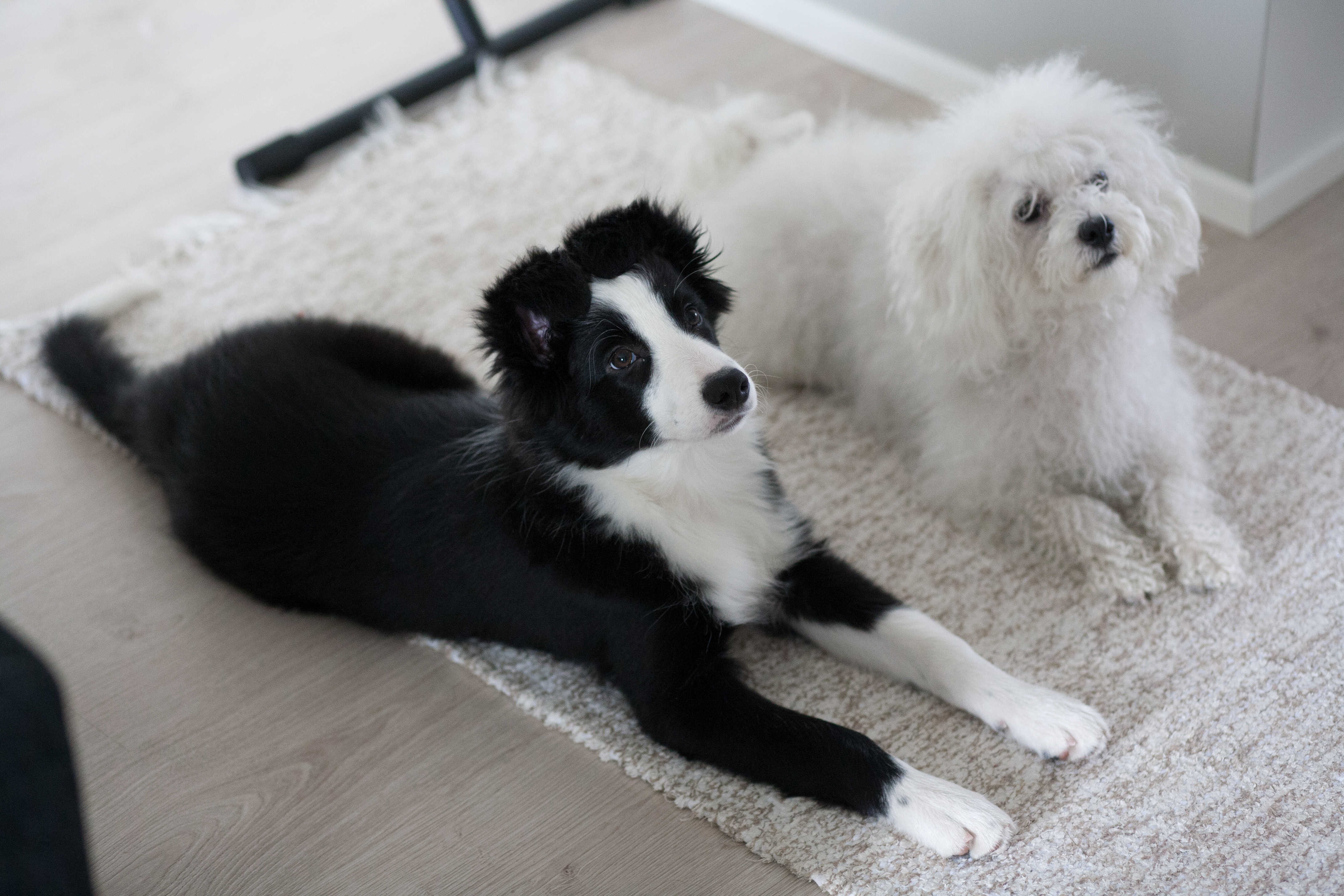 Luka and Nuuti