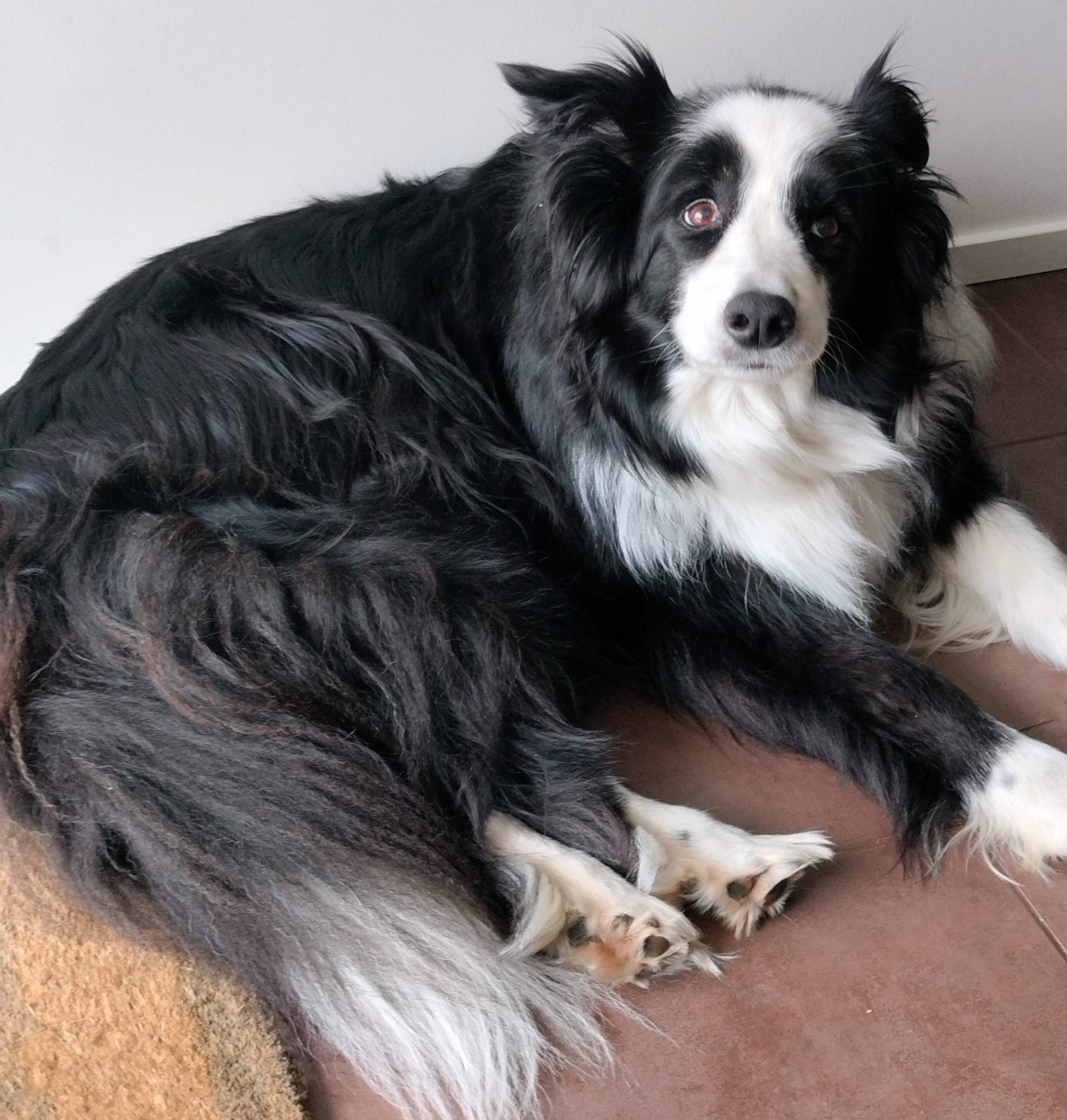 Dog Gallery
